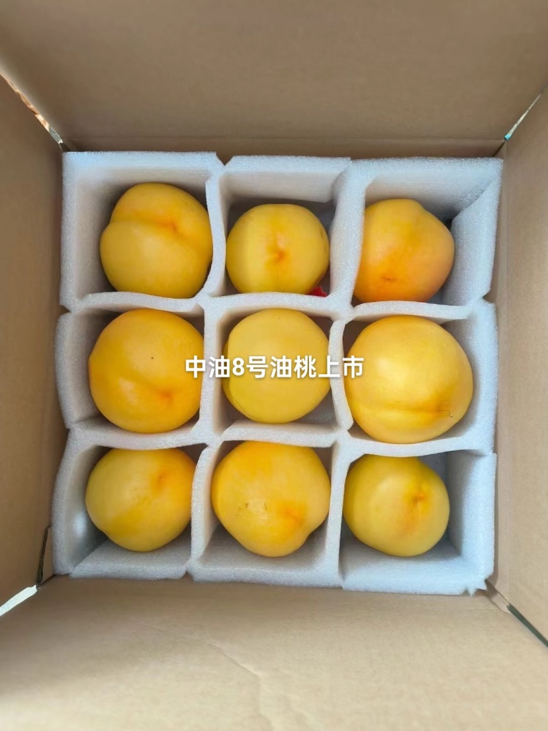 中油8号黄油桃已上市，个头大，果面好，糖度高