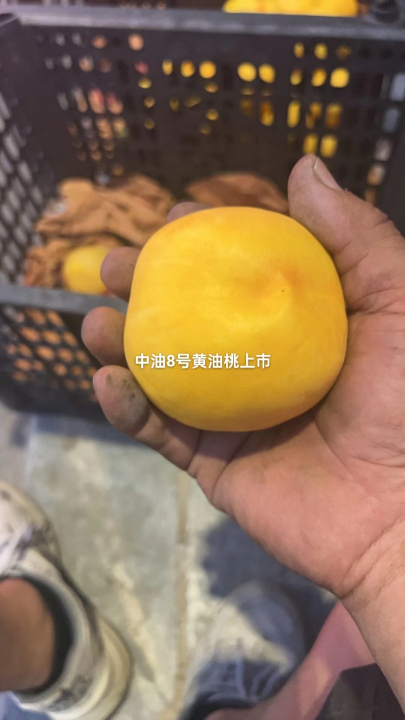 中油8号黄油桃已上市，个头大，果面好，糖度高