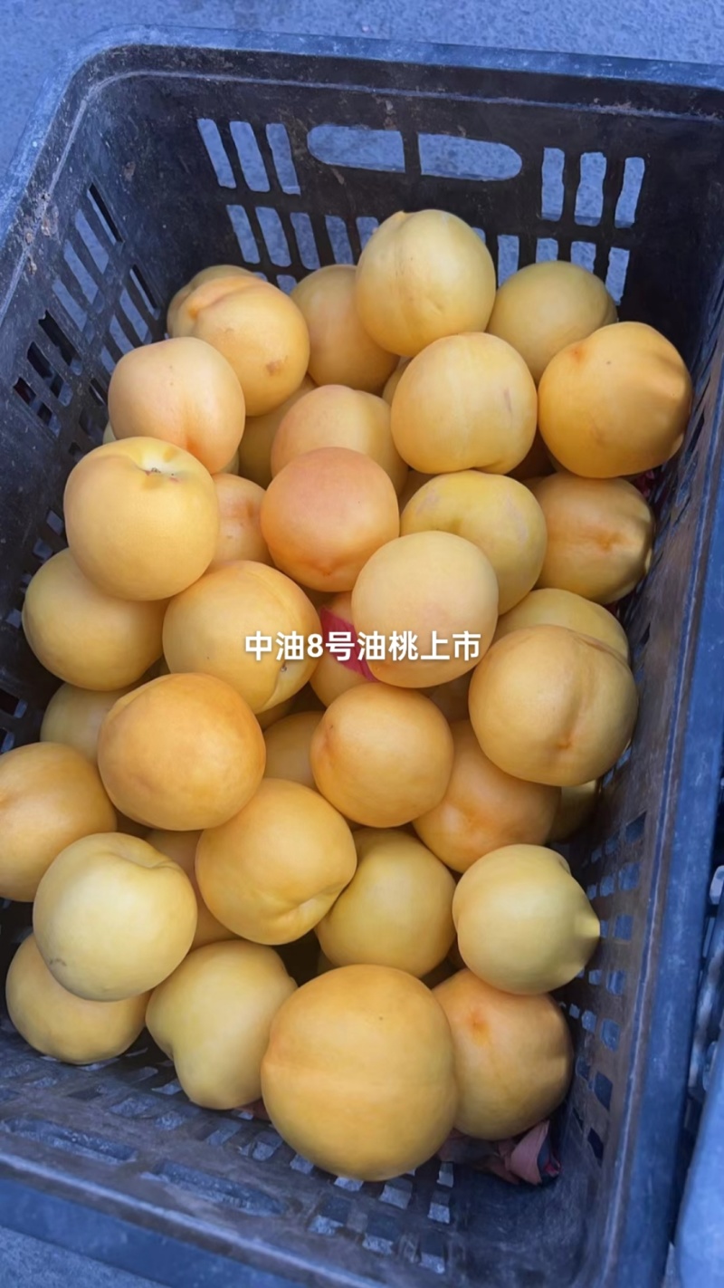 中油8号黄油桃已上市，个头大，果面好，糖度高