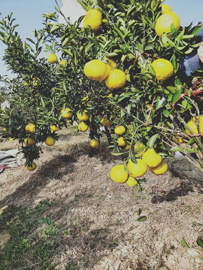 黄金贡柚移植苗