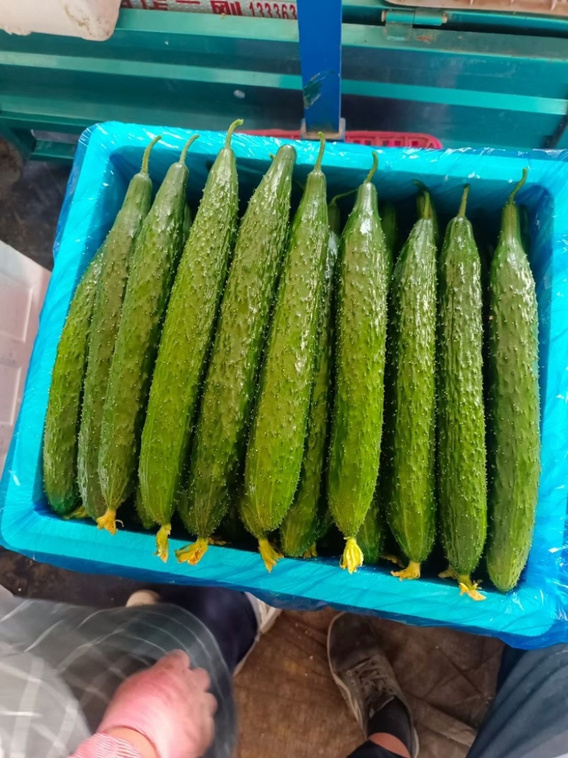 兰陵县精品鲜花密刺黄瓜