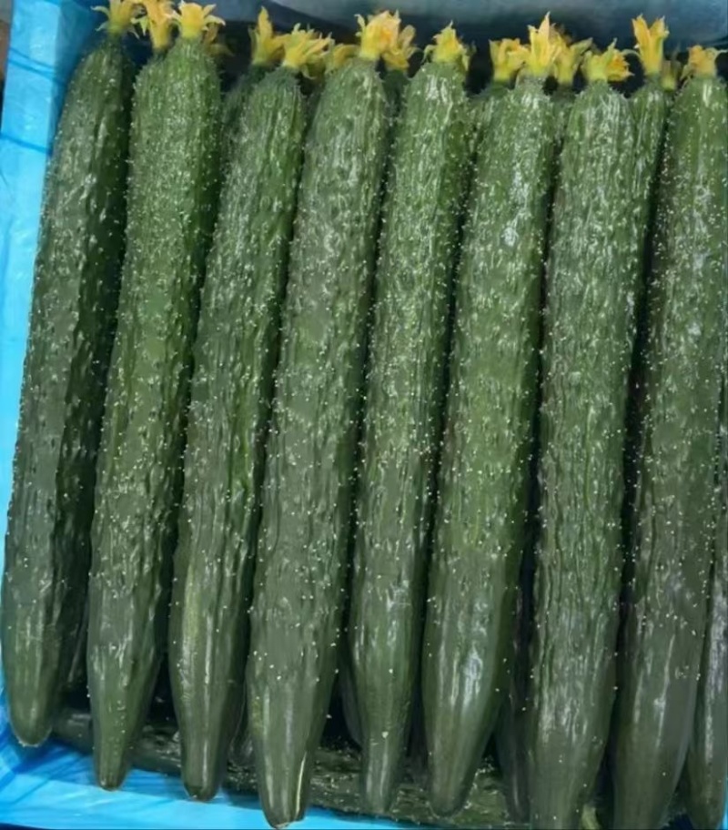 兰陵县精品鲜花密刺黄瓜