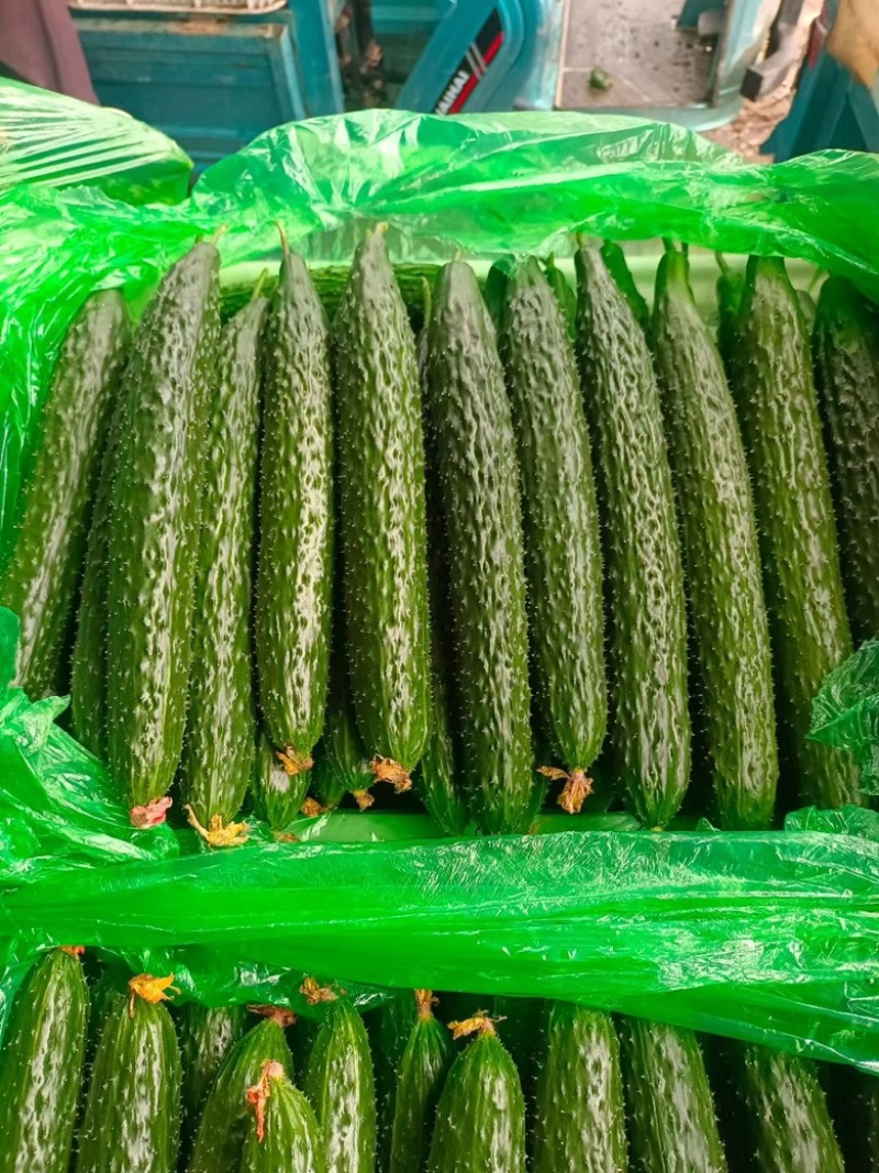 兰陵县精品鲜花密刺黄瓜