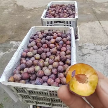 脆红李产地一手货源全国发货保质保量欢迎随时电话联系