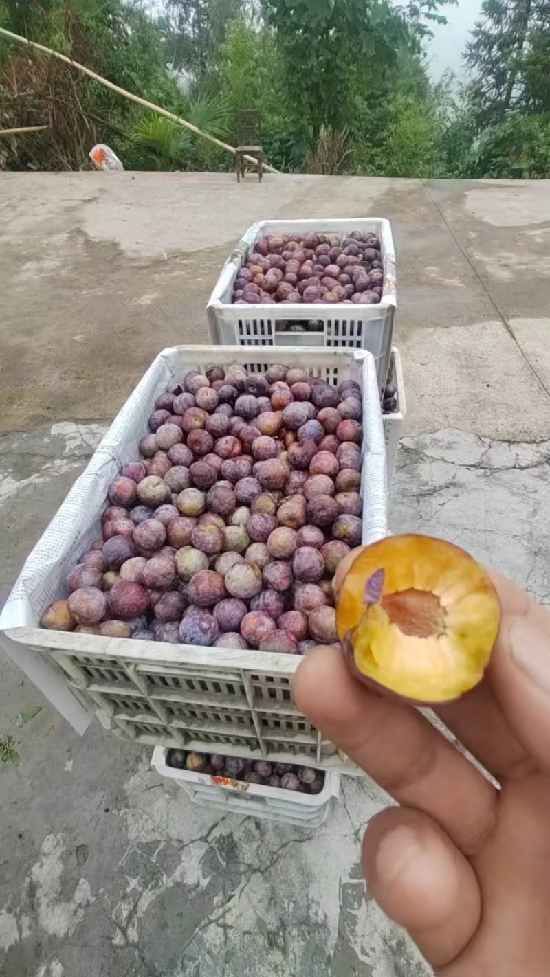 脆红李产地一手货源全国发货保质保量欢迎随时电话联系