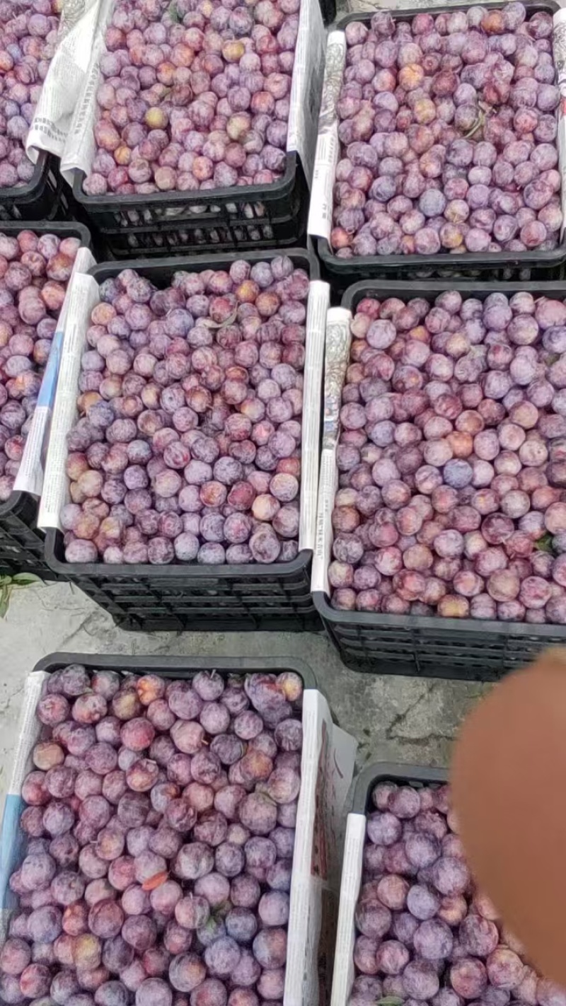 脆红李产地一手货源全国发货保质保量欢迎随时电话联系