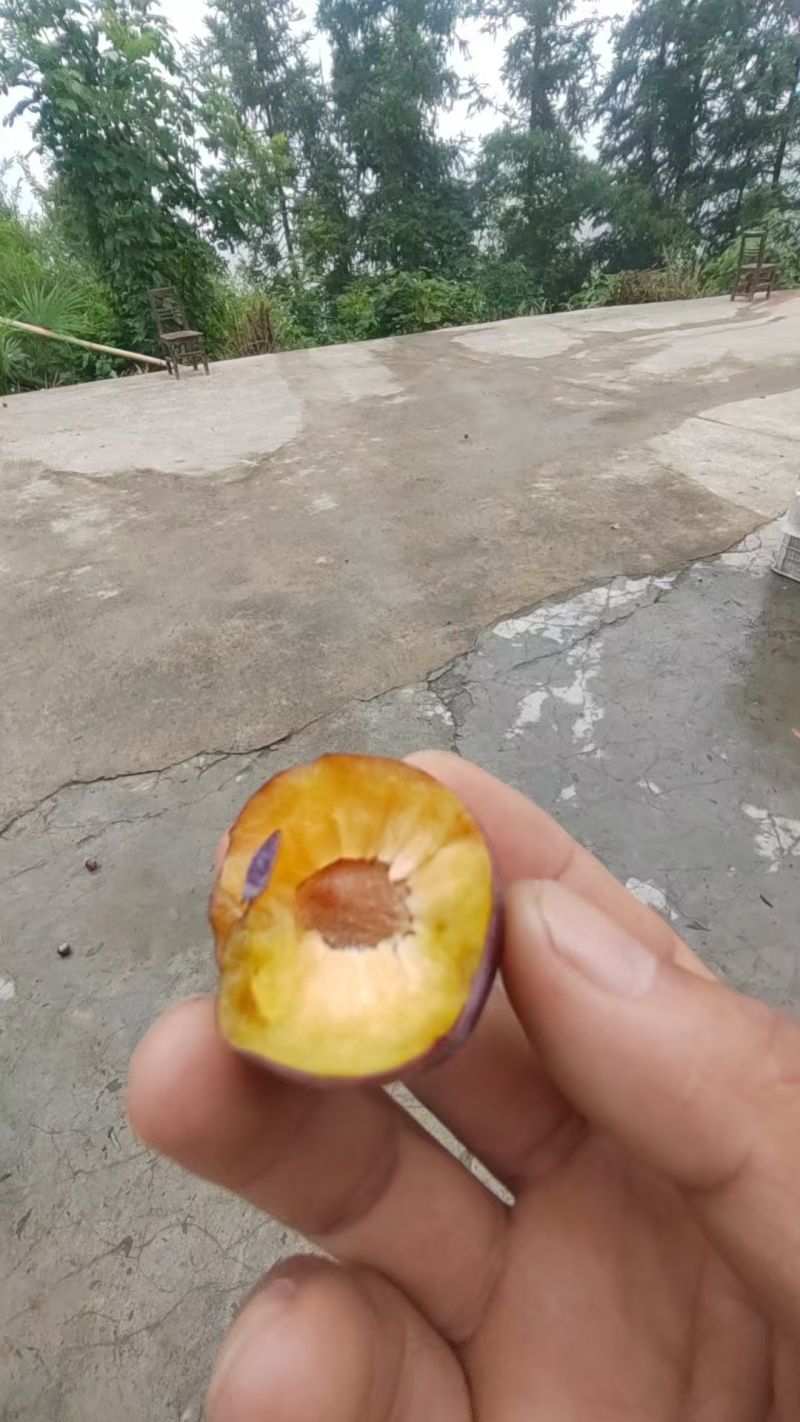 脆红李产地一手货源全国发货保质保量欢迎随时电话联系