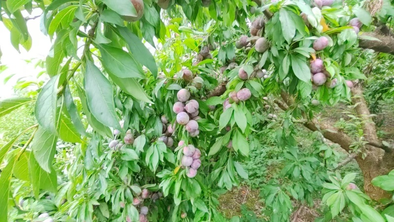 脆红李产地一手货源全国发货保质保量欢迎随时电话联系