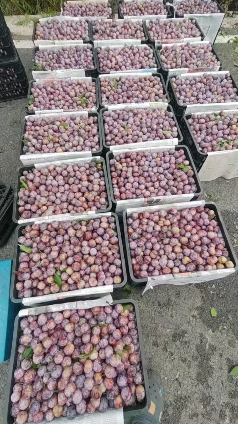 脆红李产地一手货源全国发货保质保量欢迎随时电话联系