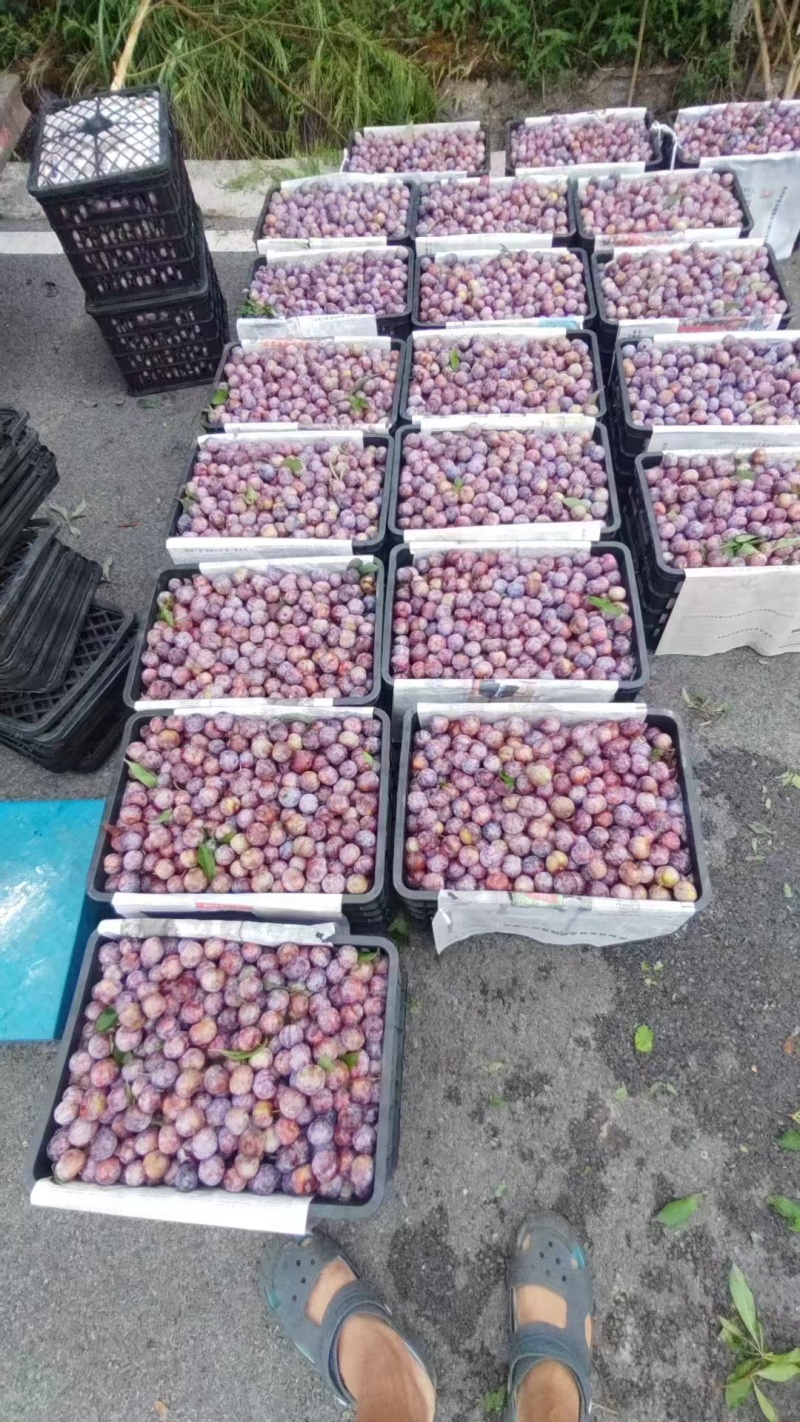 脆红李产地一手货源全国发货保质保量欢迎随时电话联系