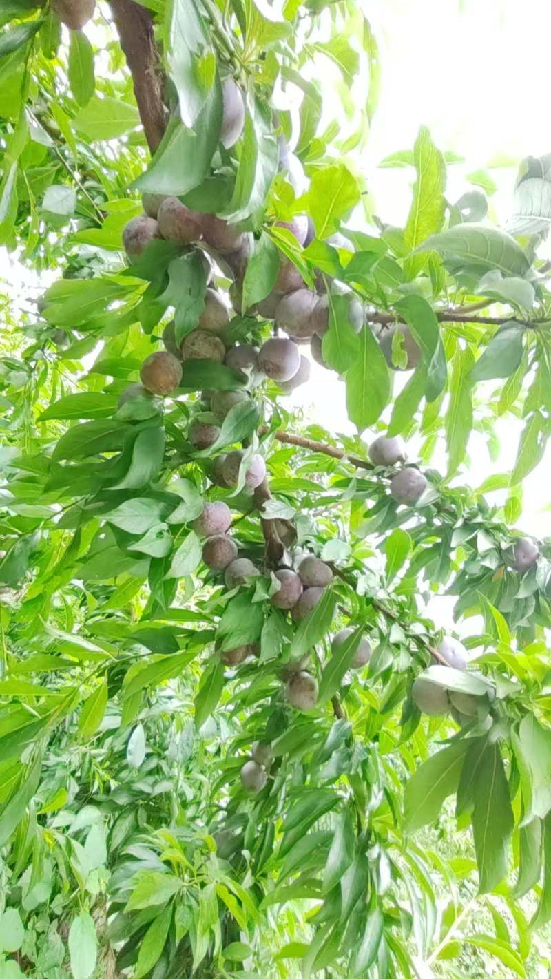 脆红李产地一手货源全国发货保质保量欢迎随时电话联系