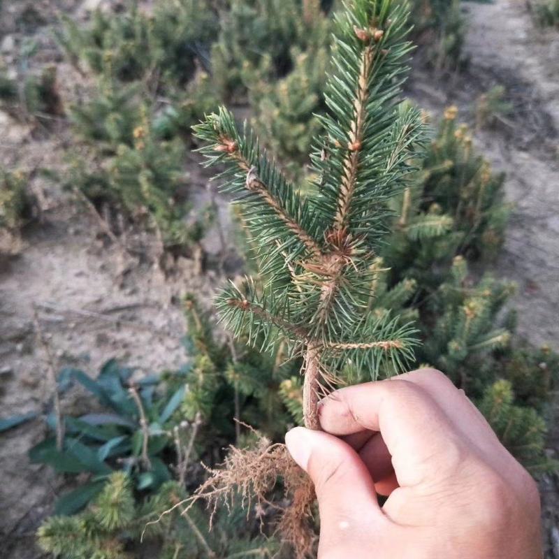 云杉小苗杯苗，定植苖，占地苗，东北货源，量大从优成活率高