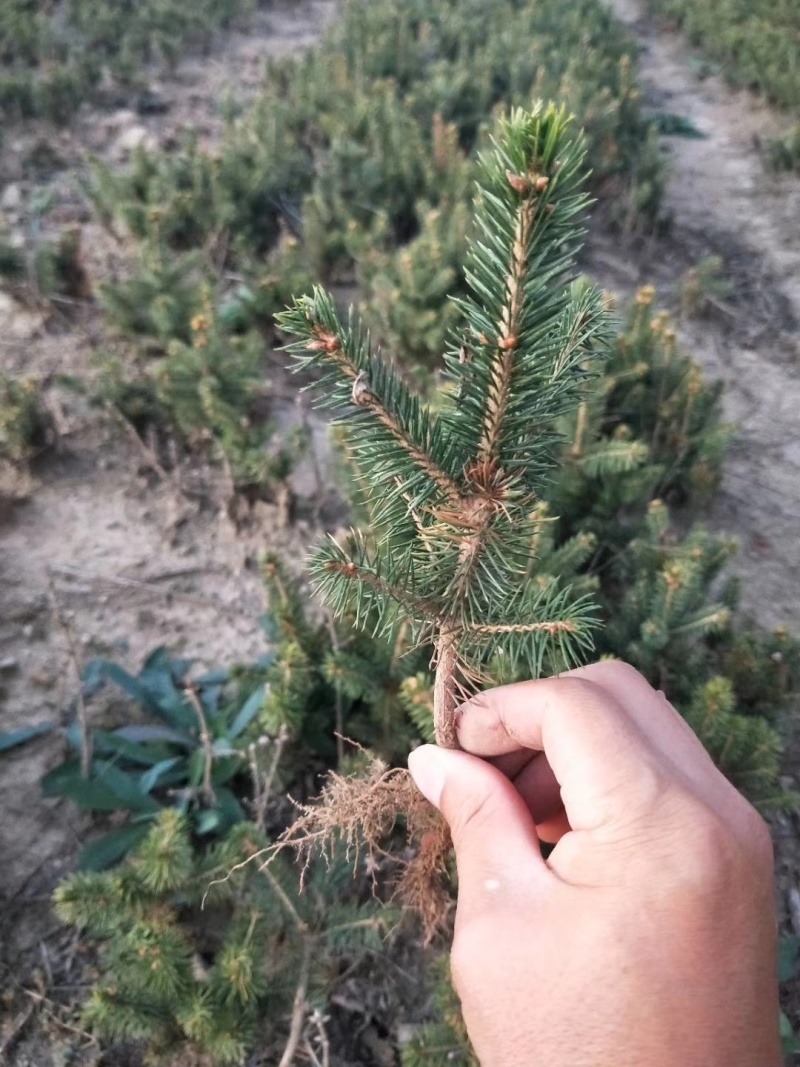 云杉小苗杯苗，定植苖，占地苗，东北货源，量大从优成活率高