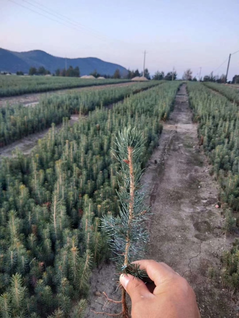 云杉小苗杯苗，定植苖，占地苗，东北货源，量大从优成活率高