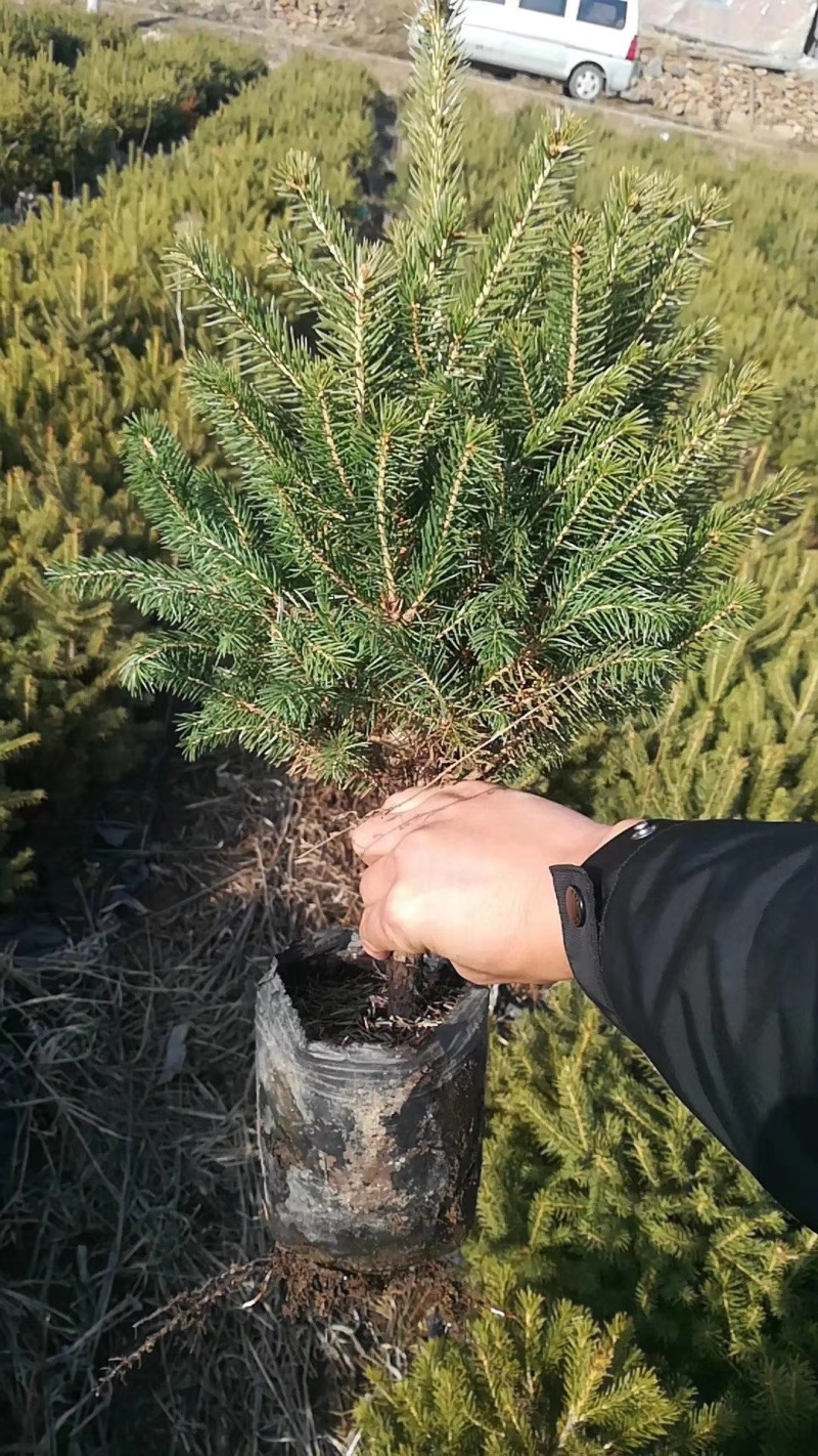 云杉小苗杯苗，定植苖，占地苗，东北货源，量大从优成活率高