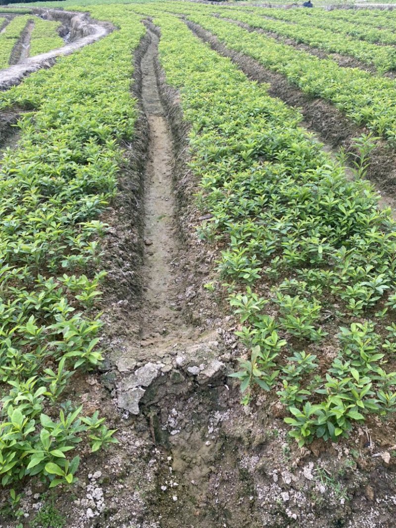 木荷小苗，江西主营品种，货源充足，欢迎咨询