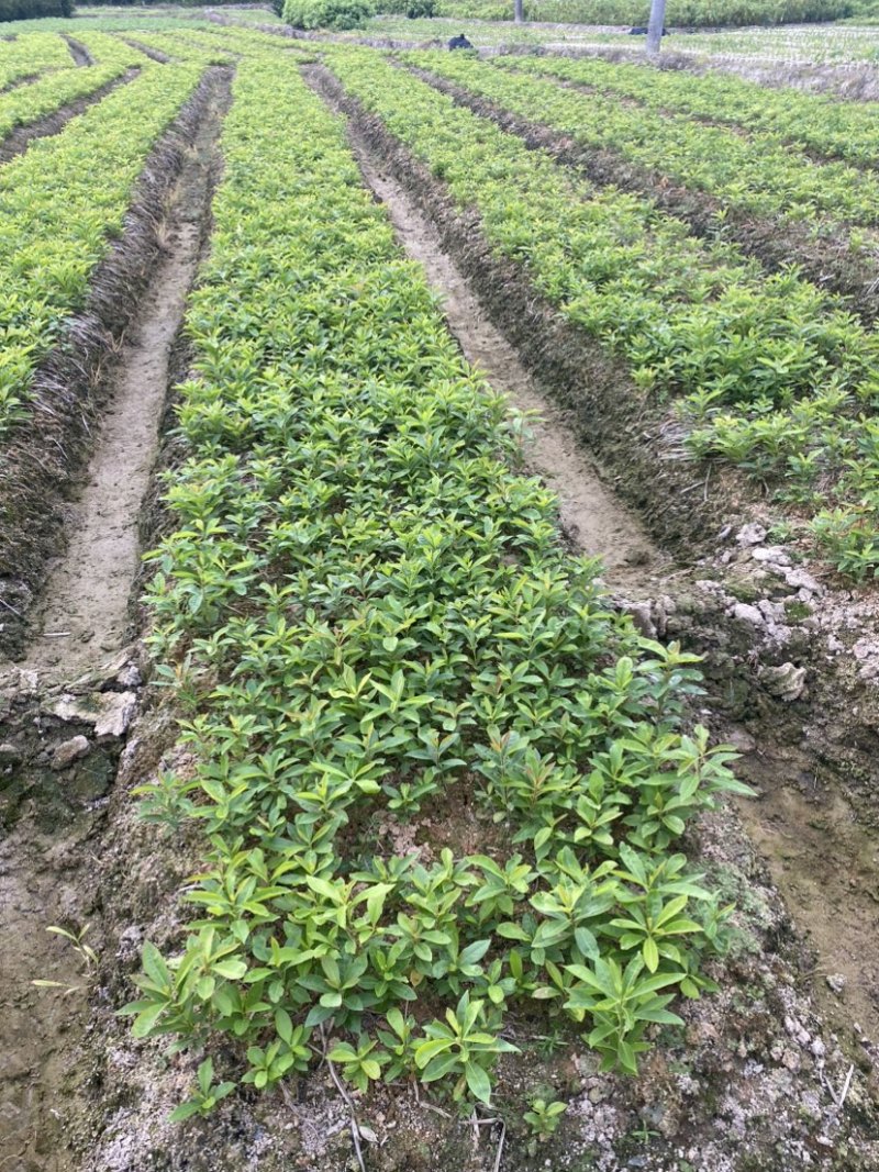 木荷小苗，江西主营品种，货源充足，欢迎咨询