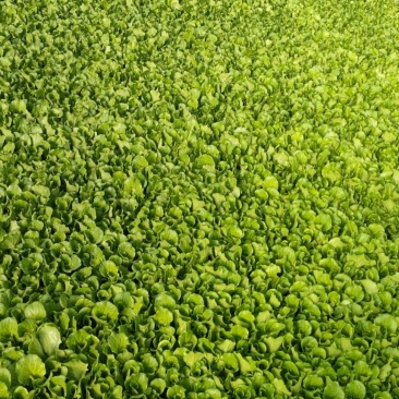 意大利生菜苗苗场发货送货上门包技术知道成活率高