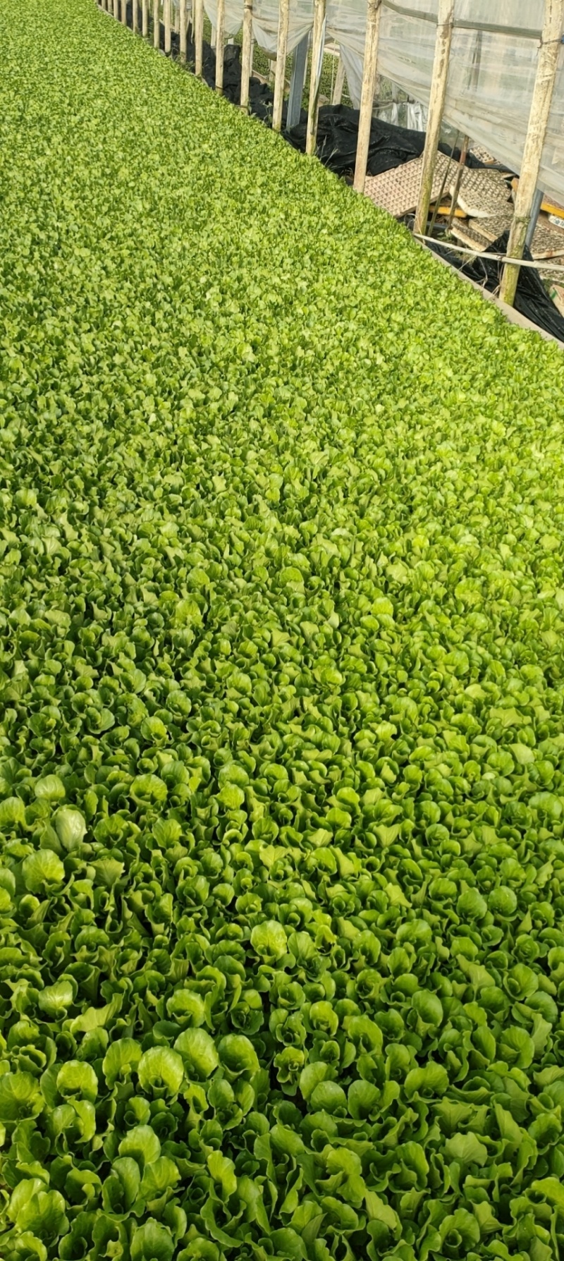 意大利生菜苗苗场发货送货上门包技术知道成活率高