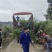 1.5-2公分木荷，打土球，保质保量，基地直发