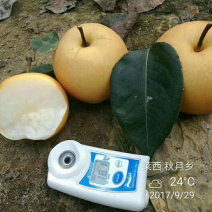 秋月梨大量上市