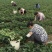 红颜草莓苗基地现挖现卖，欢迎实地考察