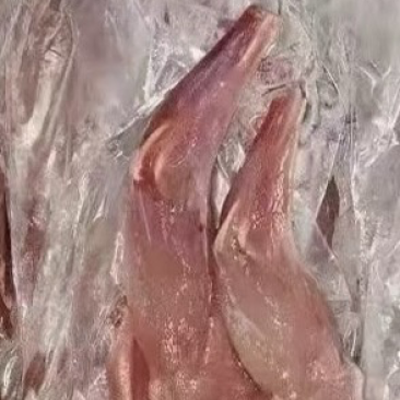 兔前腿
