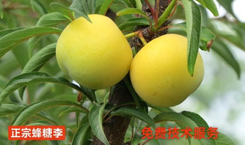晚熟金秋晚脆李比蜂糖李还好吃自花授粉坐果率高，产量高