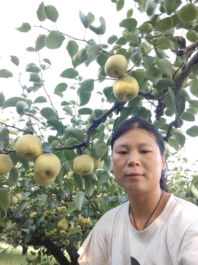 梨一条龙服务！！套袋果上市了，7月下旬正式上市！可全国发