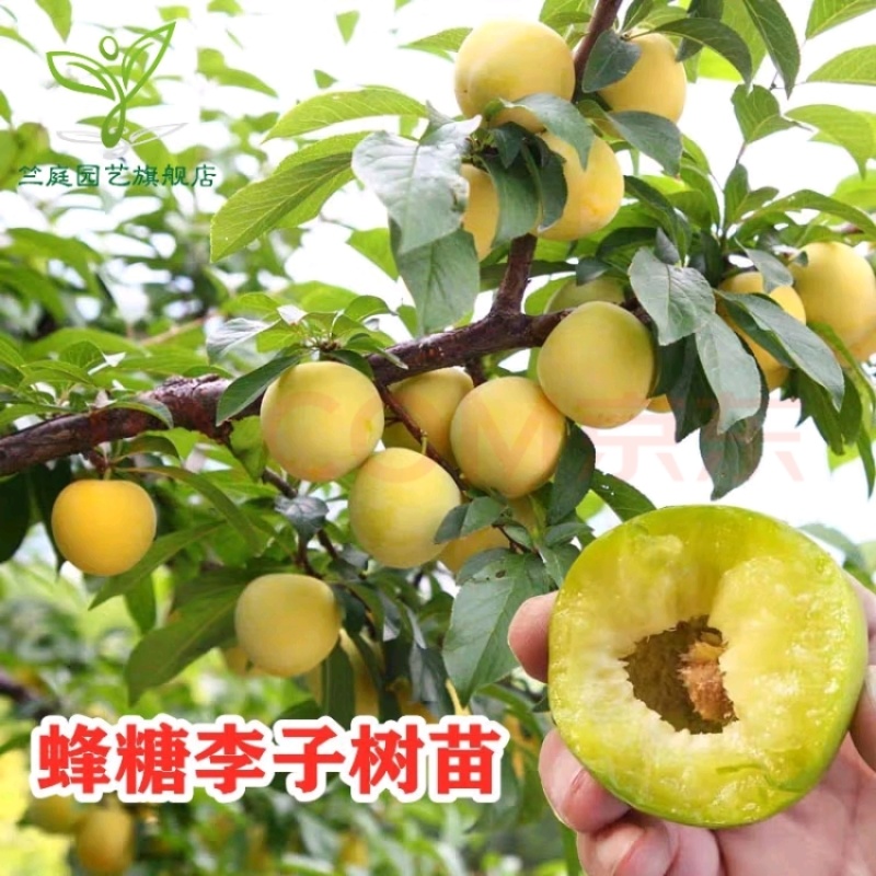 晚熟金秋晚脆李比蜂糖李还好吃自花授粉坐果率高，产量高