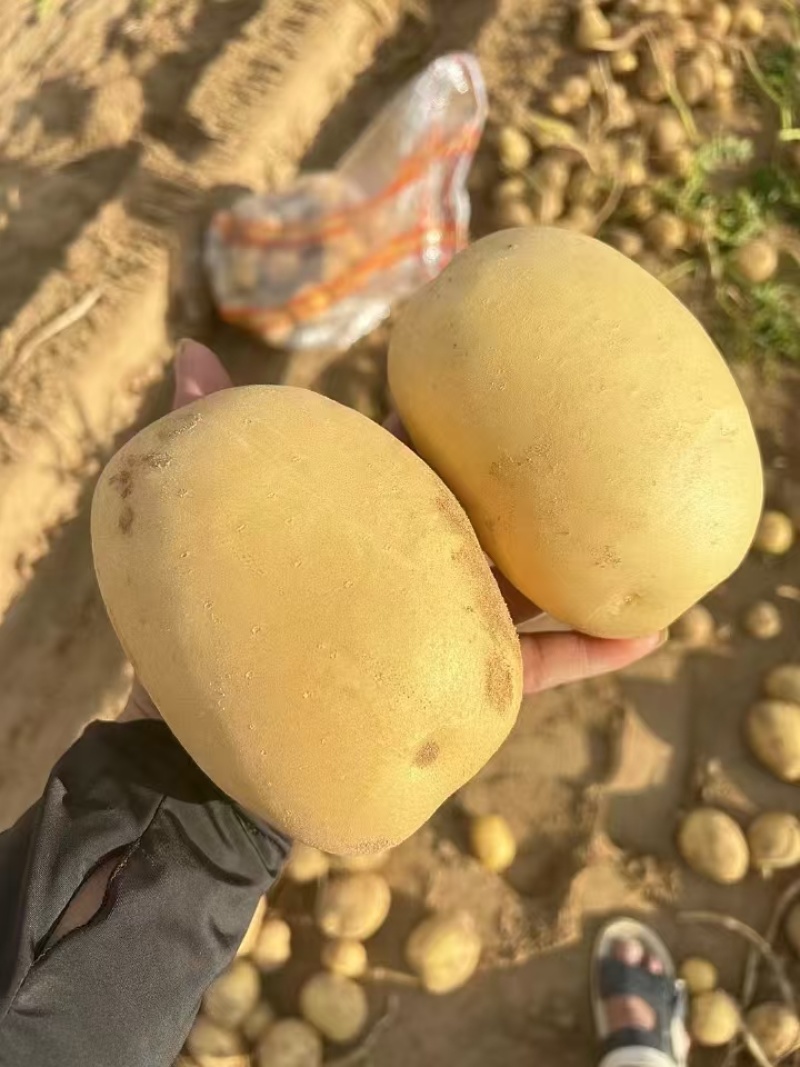 榆林土豆纯沙地精品，希森、沃土、实验需要的联系，价格美丽