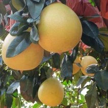 福建平和琯溪蜜柚地头直采果场加工对接市场社区团购电商摆摊