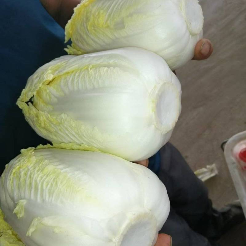 精品娃娃菜甘肃基地直发专业批发市场和电商