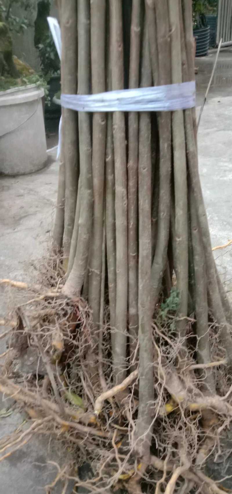 黄柏苗，中药材经济林苗木，植树造林苗木一手货源量大。
