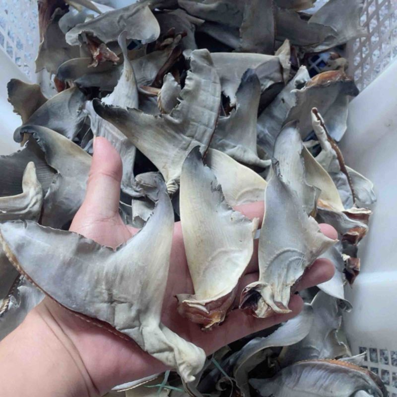 鱼翅，需要联系我