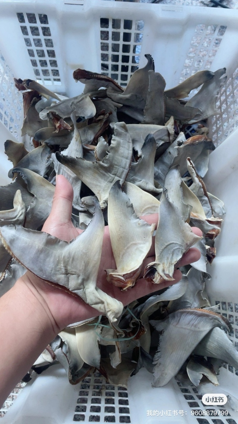 鱼翅，需要联系我