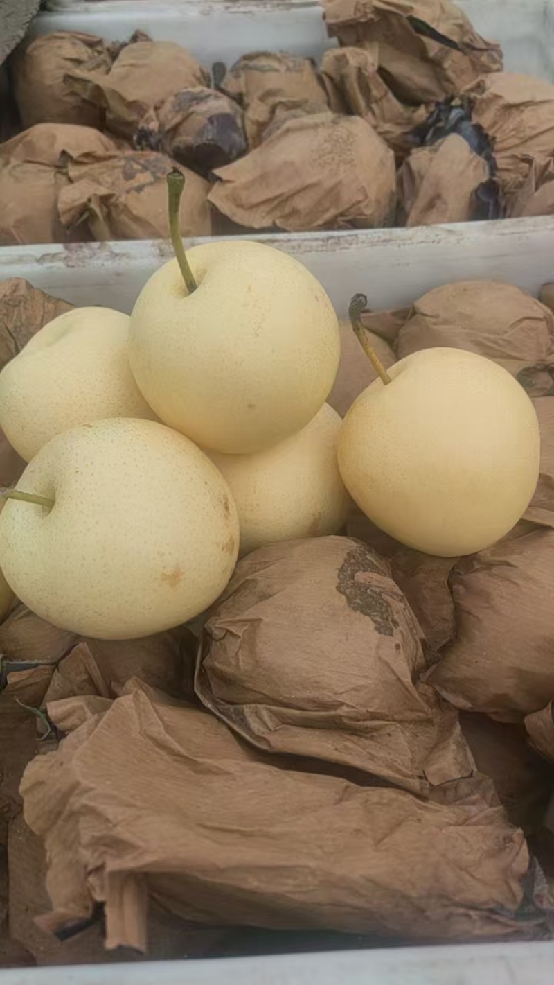 原装袋皇冠梨大量有货