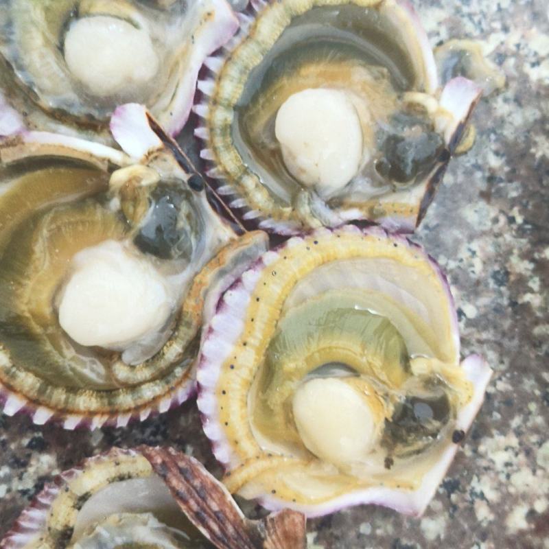 新鲜鲜活港湾贝小红贝