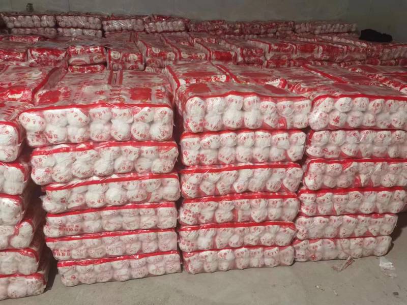 精品娃娃菜甘肃基地直发专业批发市场和电商