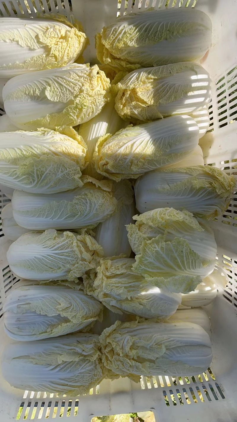 精品娃娃菜甘肃基地直发专业批发市场和电商