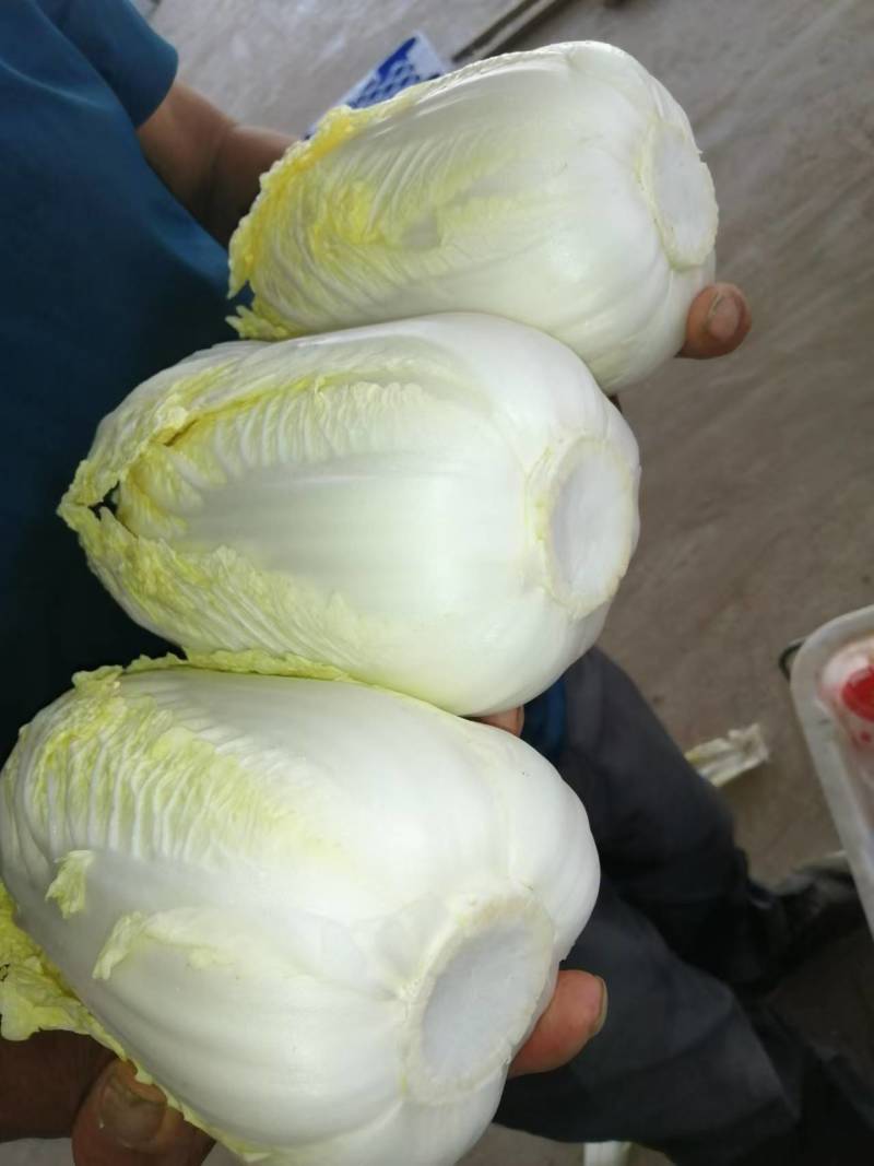 精品娃娃菜甘肃基地直发专业批发市场和电商