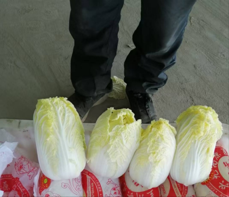 精品娃娃菜甘肃基地直发专业批发市场和电商