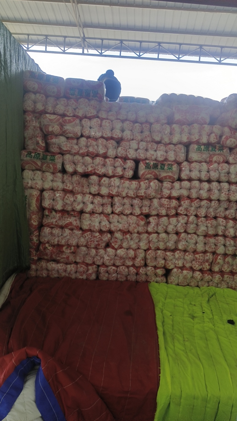 精品娃娃菜甘肃基地直发专业批发市场和电商