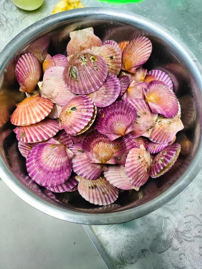 新鲜鲜活港湾贝小红贝