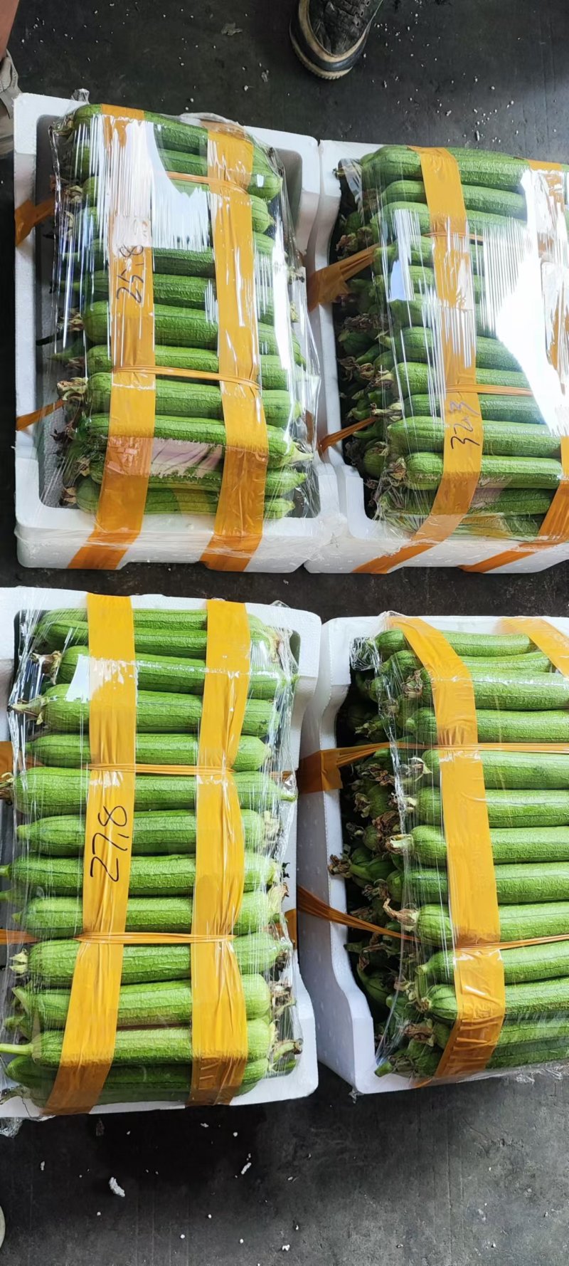 精品油皮丝瓜大量有货，毛毛钱