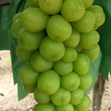陕西阳光玫瑰