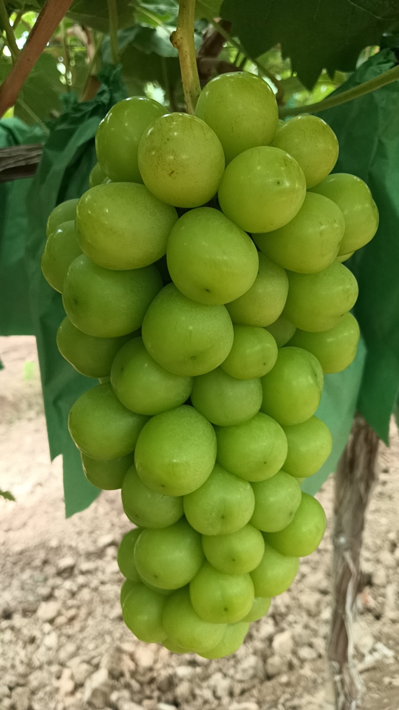 陕西阳光玫瑰