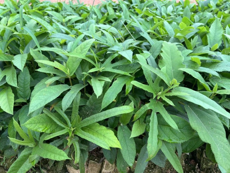 小叶牛大力苗广西发货质量好数量多，欢迎老板咨询