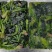 盘冻菠菜