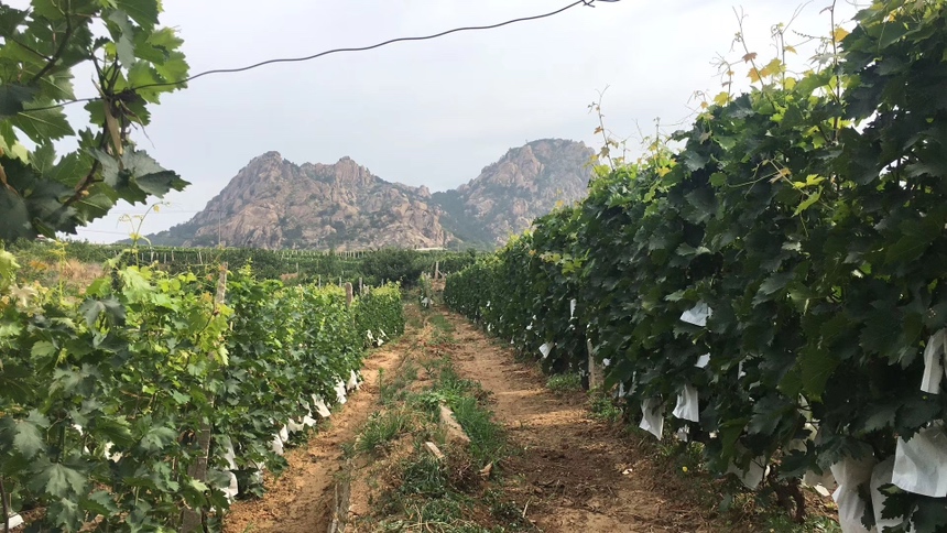 法国主要葡萄产区分布图